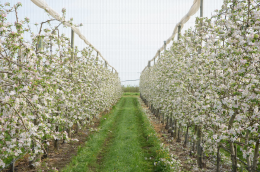 Le mur fruitier en biaxe (à droite) permet une meilleure efficacité de la main-d'œuvre que les arbres conduits en axe vertical (à gauche) sur la variété Pink Lady®Rosy glow (cov)